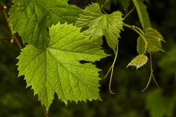 Green grape leaves in the morning dew.