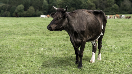 vache noire sur le pré