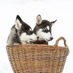 Siberian husky in a field of snow on a winter day