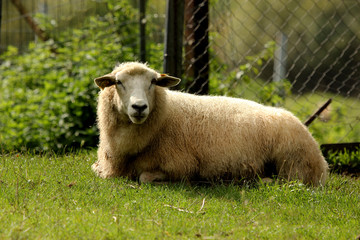 la toison 