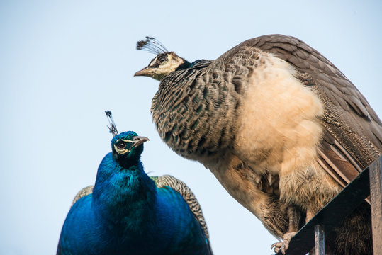 Fototapeta Male and female peacocks