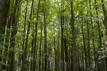 Naklejka premium Gęsty las