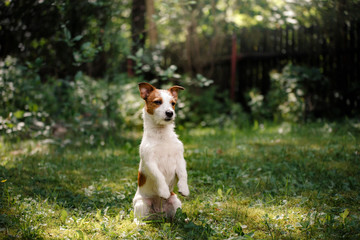Dog Jack Russell Terrier walking