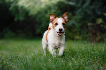 Dog Jack Russell Terrier walking