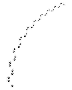 Black trail of dog, turn right, vector illustration