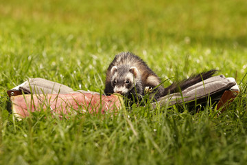 Happy ferret in summer park with watermelon