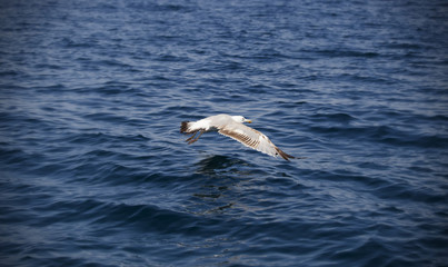 Fototapeta na wymiar Photo of flying seagull