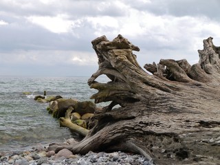 Baumstamm ragt in die Ostsee