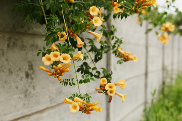 Fototapeta na wymiar Campsis radicans flavus with yellow flowers on a gray fence. Selective focus