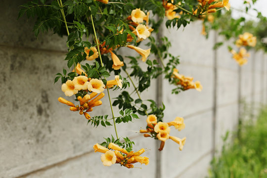 Fototapeta Campsis radicans flavus with yellow flowers on a gray fence. Selective focus