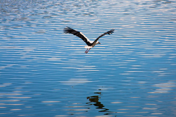 Flying white european stork on a blue water surface
