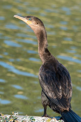 Cormorant
