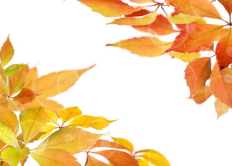 Autumn background with colorful leaves.