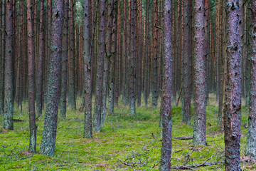 Dancing Forest on the Curonian Spit