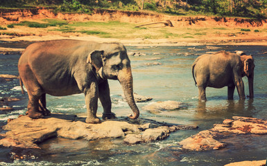 family Asia Elephant bath in river Ceylon, Pinnawala