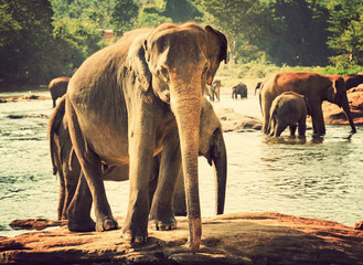 Fototapeta na wymiar elephant orphanage, Sri lanka