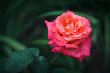 Beautiful single red rose on a dark green grass background