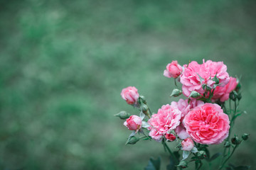 Green background for your text with beautiful punk roses at the right down corner 