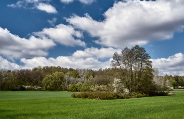 Grassy meadow and trees in bloom in the spring in Poland.