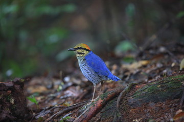Blue pitta (Hydrornis cyaneus) male singing in Khao Yai National Park, Thailand 

