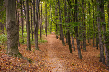 Beautiful autumn forest landscape