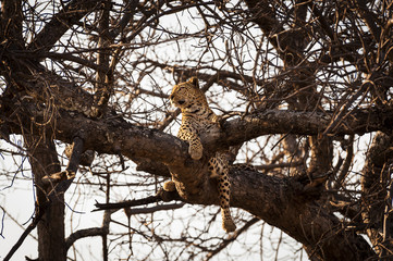 Fototapeta na wymiar Leopard resting in the branches of a tree in the Okavango Delta, in Botswana, Africa; Concept for travel safarin and travel in Africa