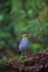 Blue pitta (Hydrornis cyaneus) male singing in Khao Yai National Park, Thailand 
