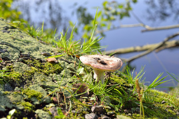 Autumn forest mushrooms