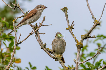 Neuntöter (Lanius collurio) Fütterung der Jungvögel mit Futterübergabe einer großen Heuschrecke bzw. Heupferd