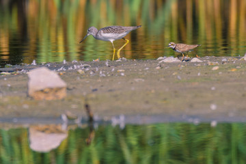 Grünschenkel (Tringa nebularia) zusammen mit einem Flussregenpfeifer (Charadrius dubius)