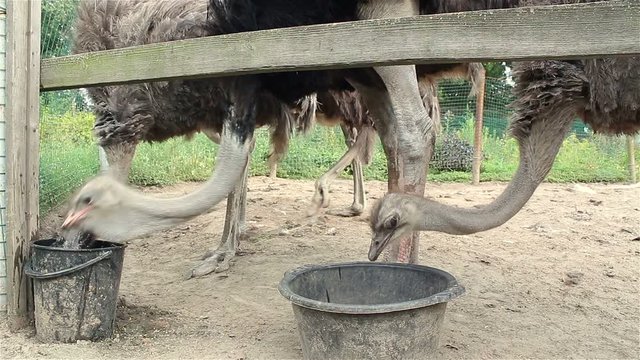 ostriches on a farm drinking water