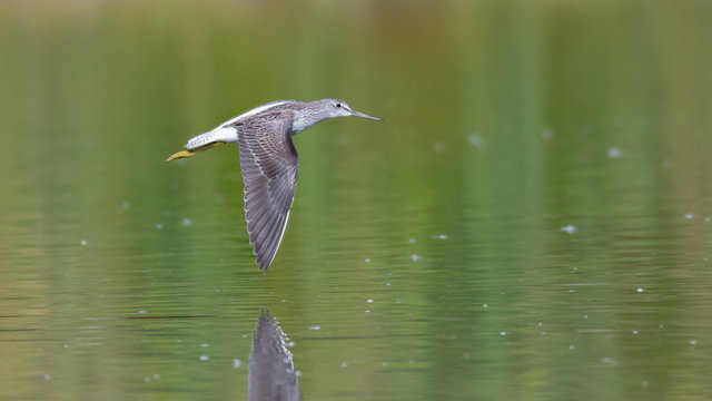 Gr&uuml;nschenkel (Tringa nebularia) fliegt &uuml;ber einen T&uuml;mpel