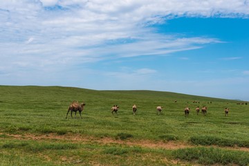 Naklejka na ściany i meble Kamelherde in der mongolischen steppe