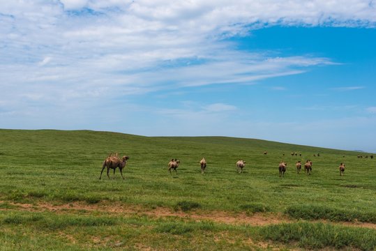 Kamelherde in der mongolischen steppe