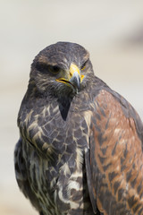 Falcon