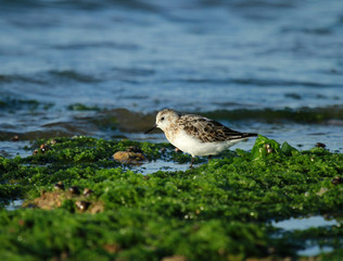 bécasseau sanderling
