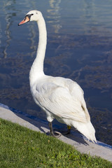 Swan at the lake