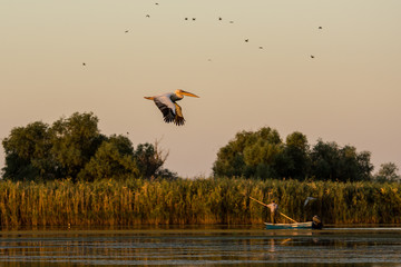 Pelican in flight!