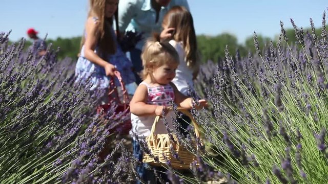 Mother and daughters picking lavendar in a field