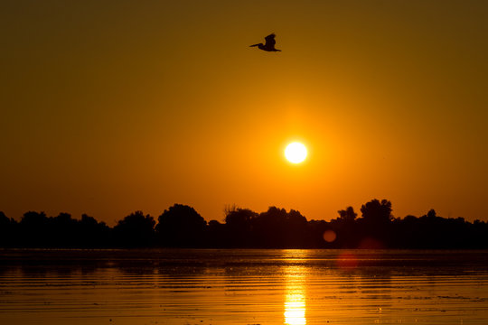 Sunrise Pelican!