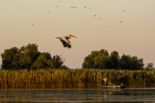Pelican in flight!