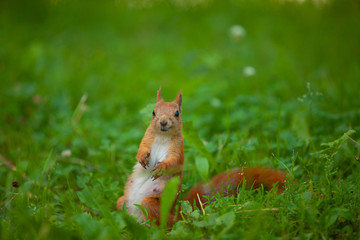 red squirrel in wild