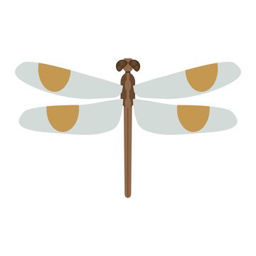 Dragonfly vector illustration.