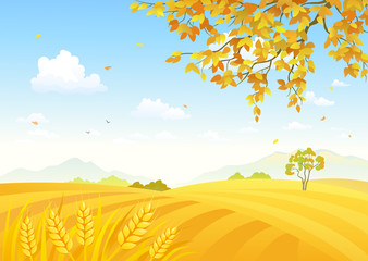 Field of wheat background