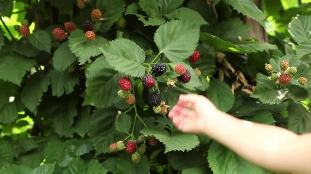 Young girl picks berry in field