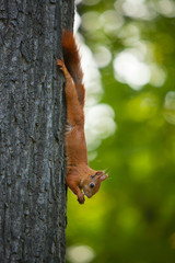 red squirrel in wild