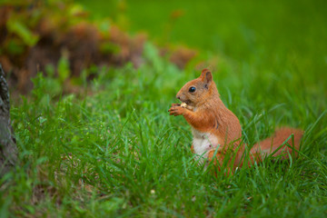 red squirrel in wild