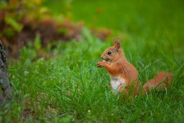 red squirrel in wild