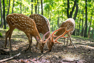 male red deer