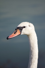 Swan in the lake